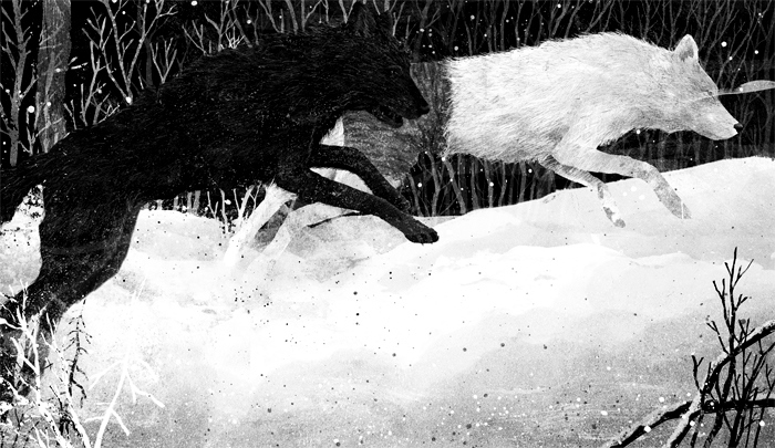 image illustration coeur de loup par gelrev ongbico loup blanc et loup gris