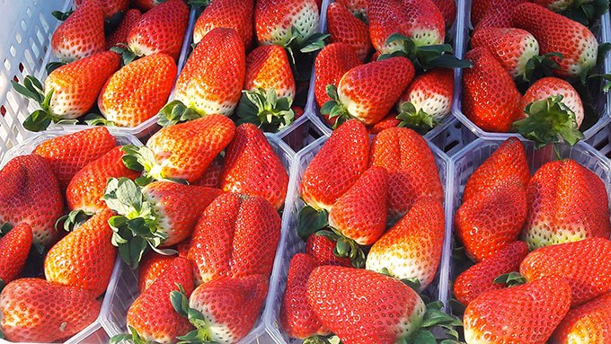 image barquettes fraises d'europe