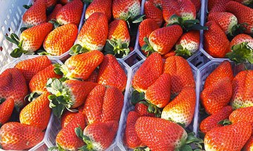[Food] Comment sont produites les fraises d’Espagne ?
  