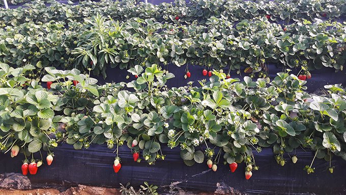 image plantation espagne fraises d'europe