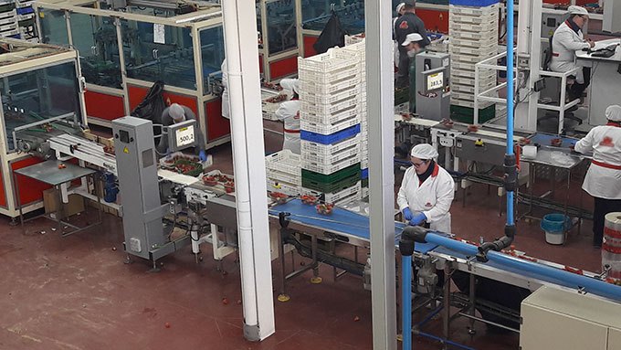image emballage usine fraises d'europe