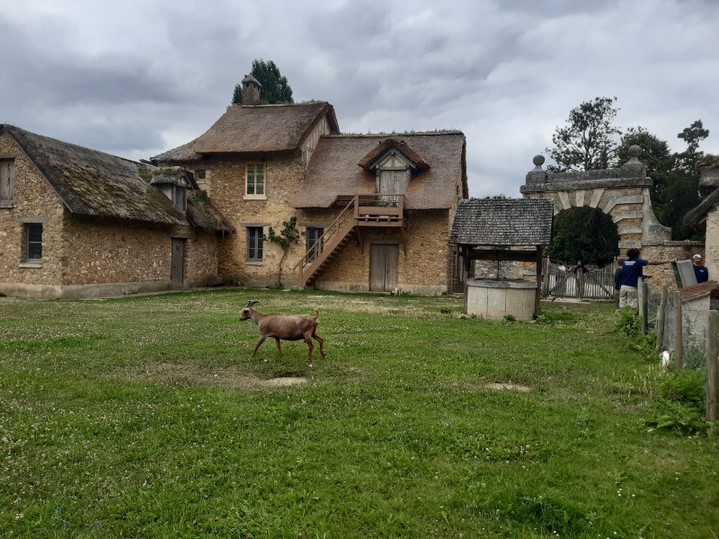 une chèvre gambade dans la ferme pédagogique du hameau de la reine