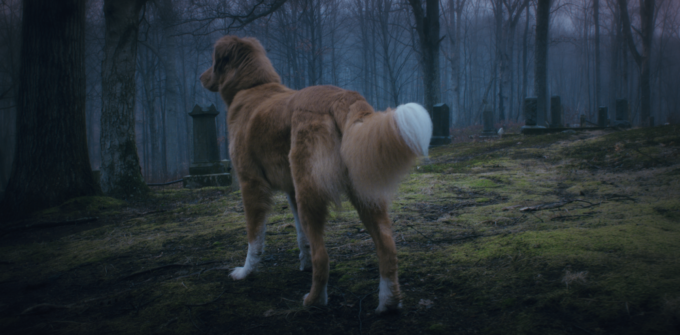 image Ben Leonberg good boy