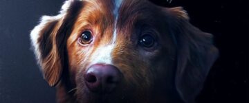 image slider good boy