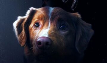 image slider good boy