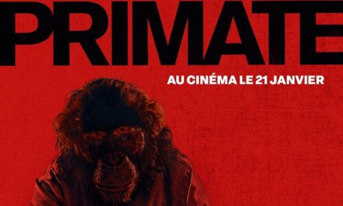 image slider primate