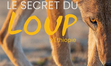 [Cinéma] Le Secret du Loup d’Éthiopie&nbsp;: le trailer
  